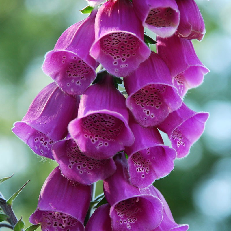 Digitalis Purpurea2