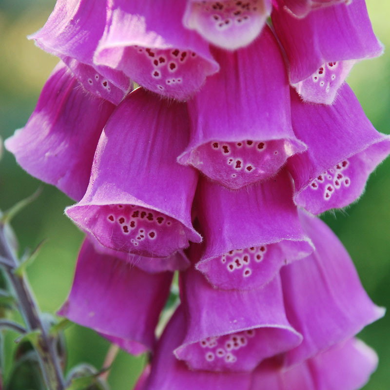 Digitalis Purpurea