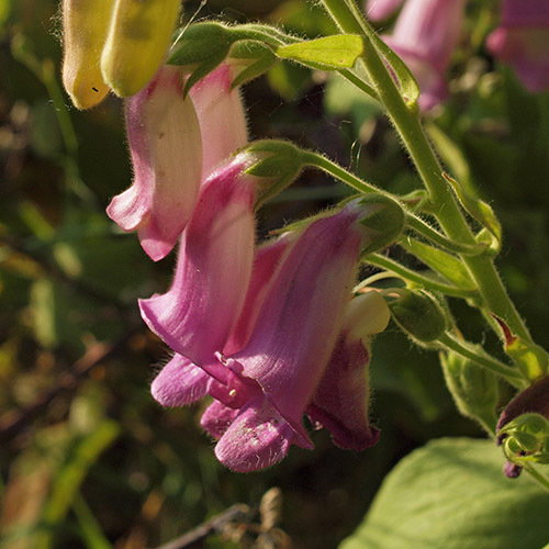 Digitalis Thapsi