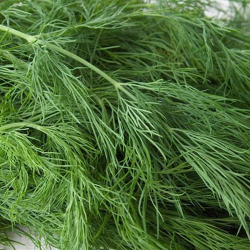 Dill