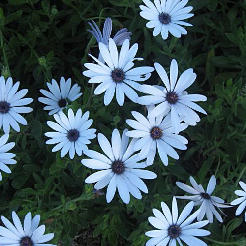 Dimorphotheca Ecklonis