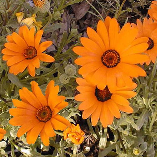 Dimorphotheca Sinuata