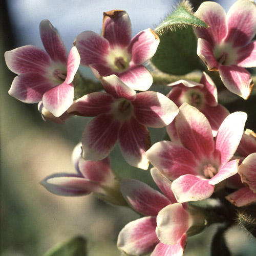 Dioscoreaaraucana