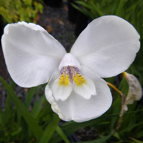 Dipplarena Latifolia