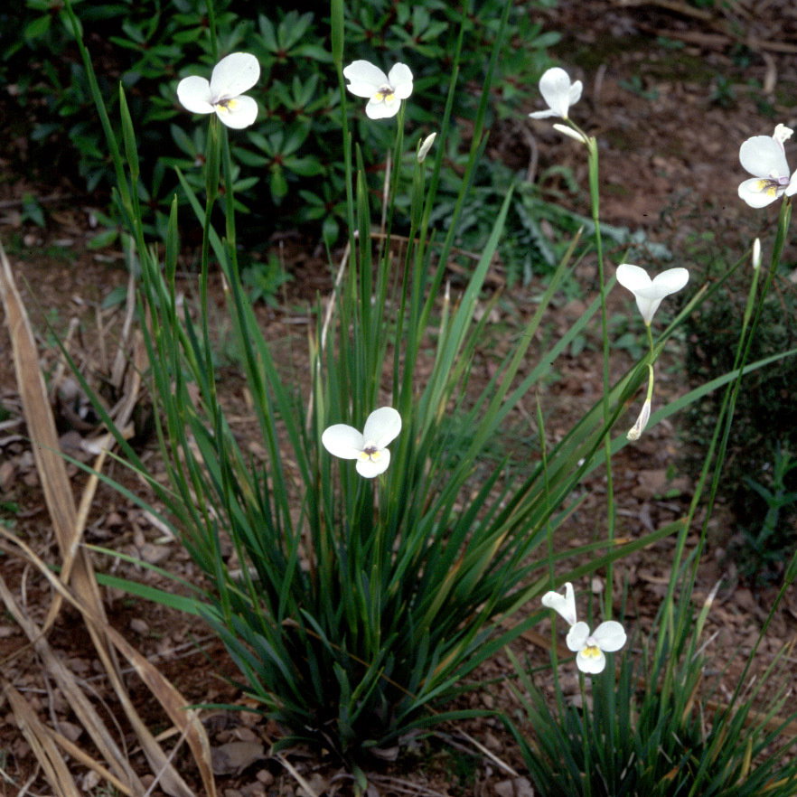 Diplarrhena Moraea