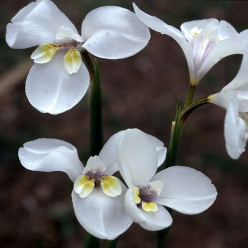 Diplarrhena Moraea