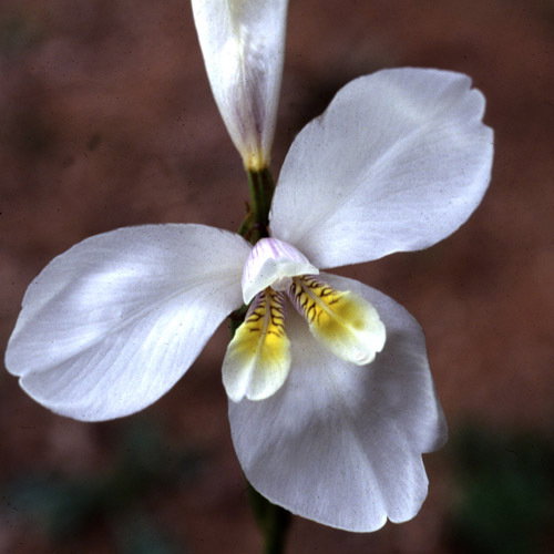 Diplarrena Morraea