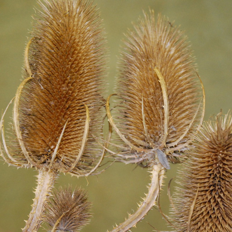 Dipsacus Fullonum