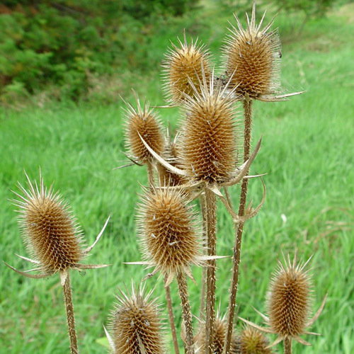 Dipsacus Laciniatus