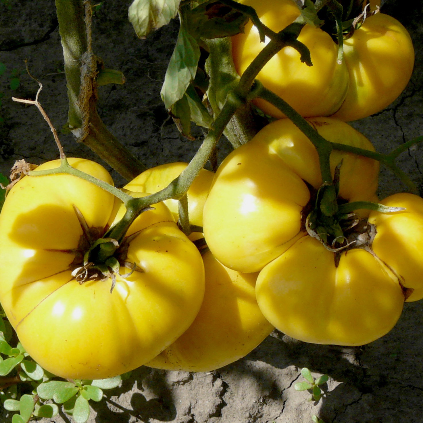 Dixie Golden Giant