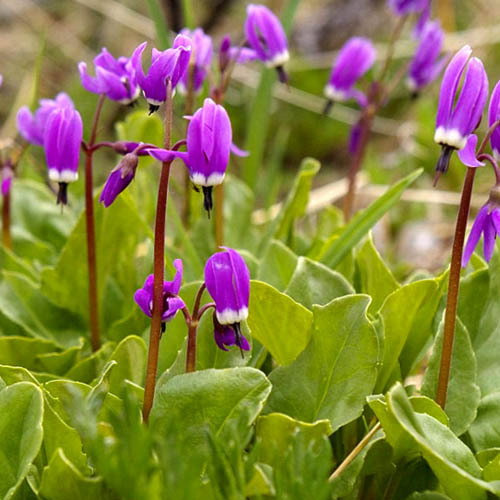 Dodecatheon Frigidum