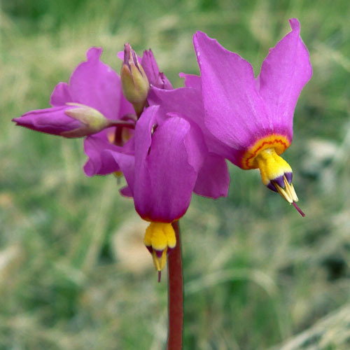 Dodecatheon Pulchellum