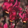 Dodecatheon Pulchellum Red Wings