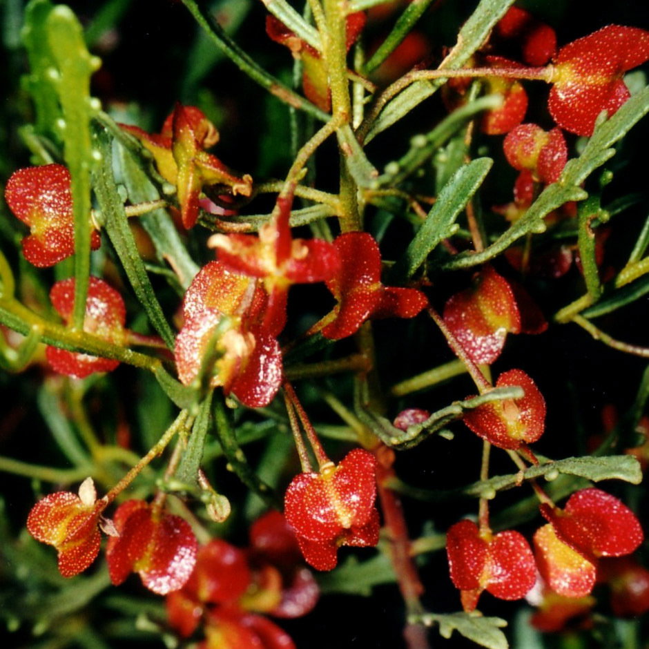 Dodonaea Viscosa