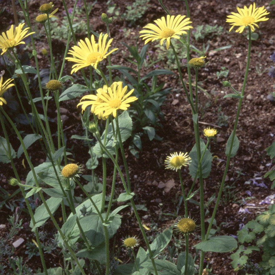 Doronicum Austrialum