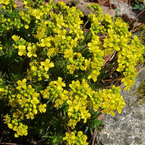 Draba Aizoides