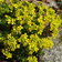 Draba Aizoides