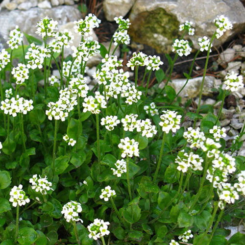 Draba Dedeana