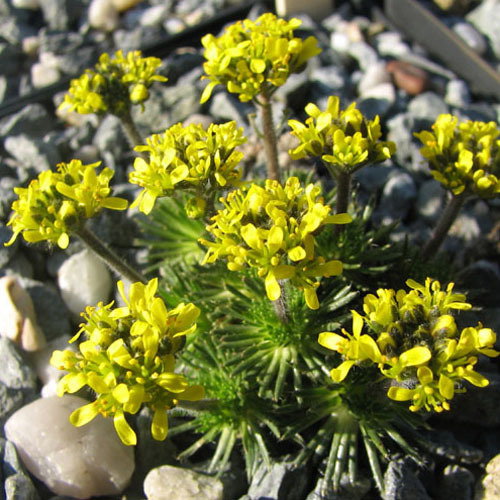 Draba Korabensis