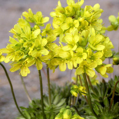 Draba Lasiocarpa