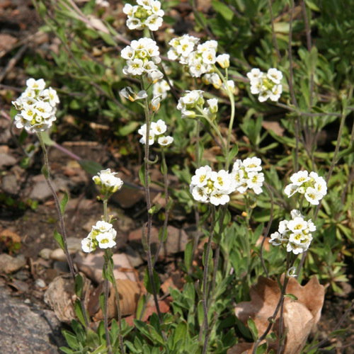 Draba Magellanica