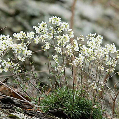 Draba Ramosissima