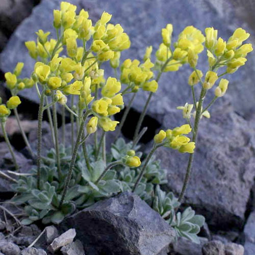 Draba Sphaeroides