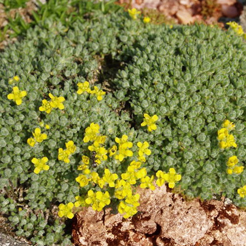 Draba Ventosa