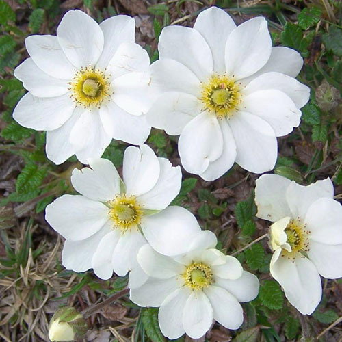 Dryas Octopetala