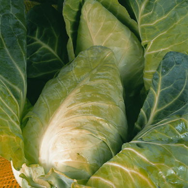 Cabbage Durham Early