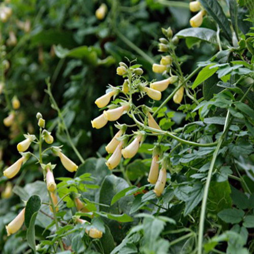 Eccremocarpus Tresco Cream