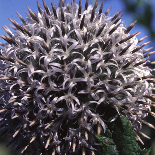Echinops Tienschanicum