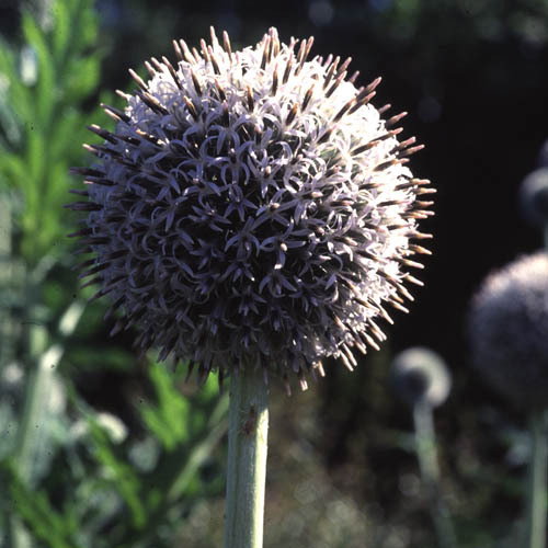 Echinops Tienschanicum