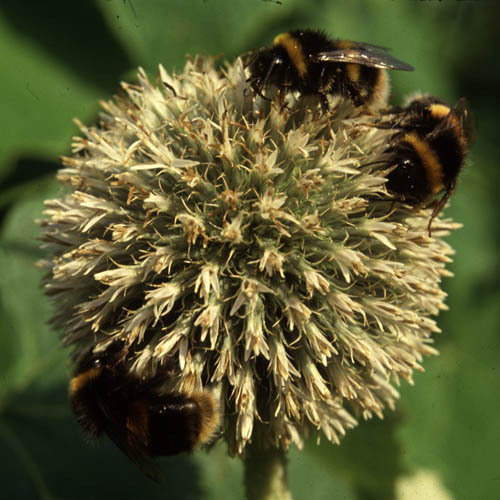 Echinops With Bees