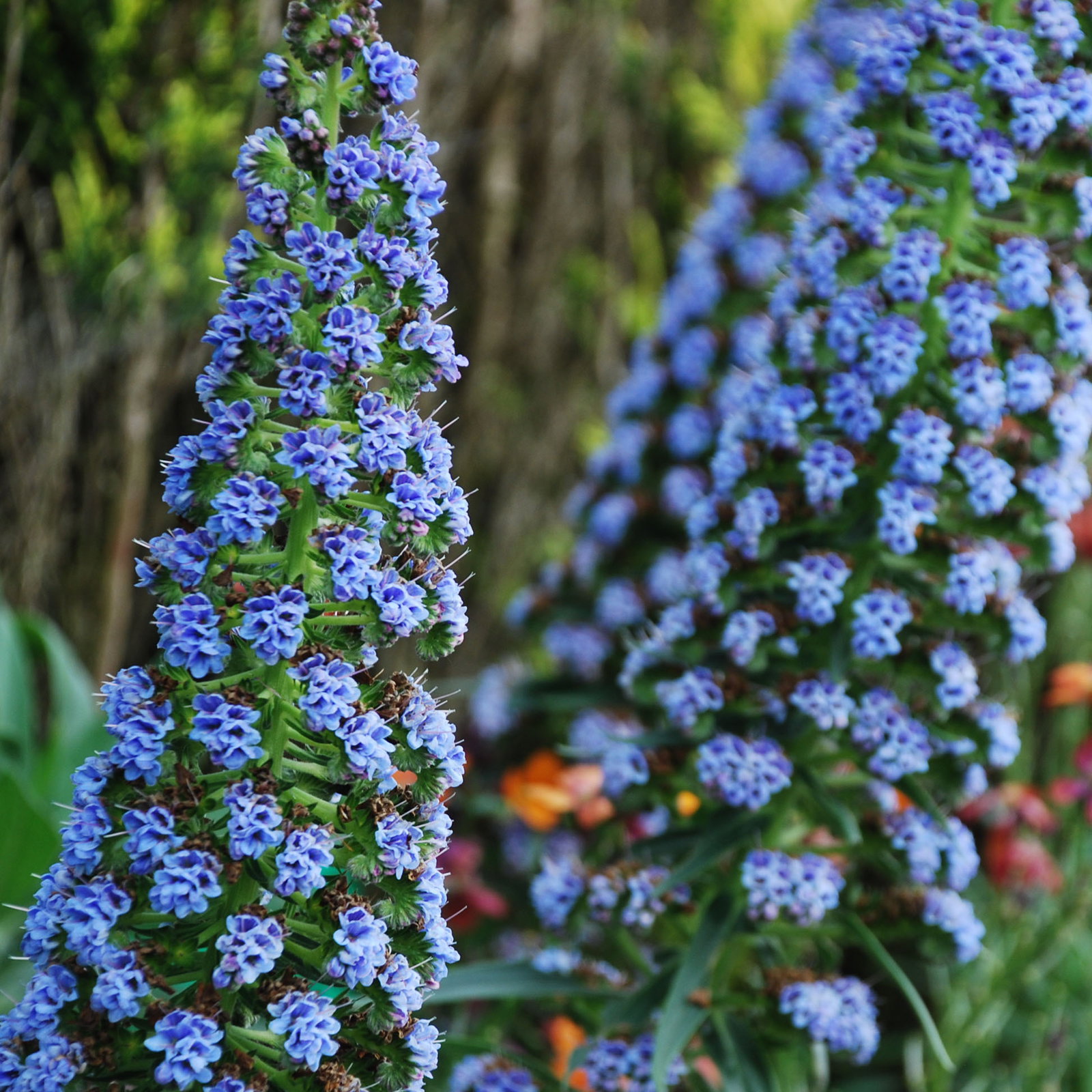 Echium Fastuosum New Blue