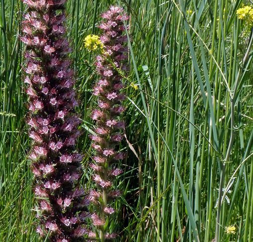 Echium Boissieri