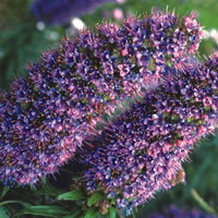 Echium Fastuosum