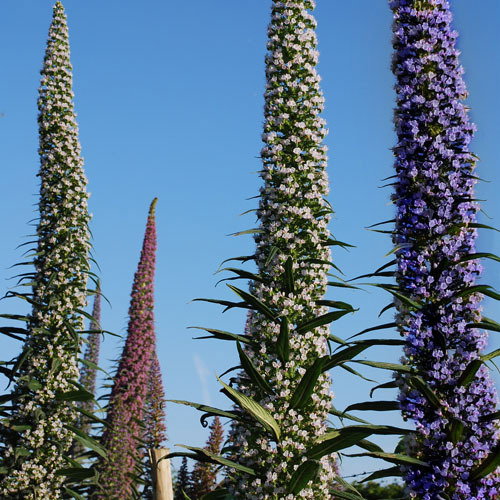 Echium Three Kinds