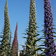 Echium Three Kinds
