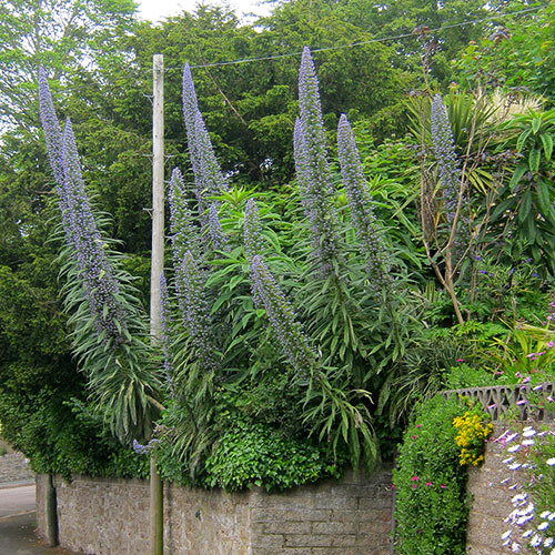 Echiums Blue