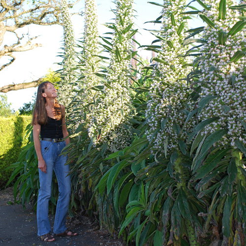 White Echiums
