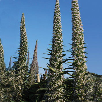 Echium Snow Tower
