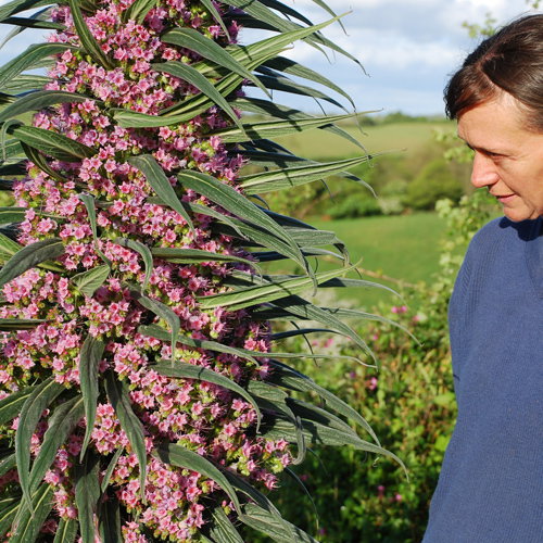 Pink Echium
