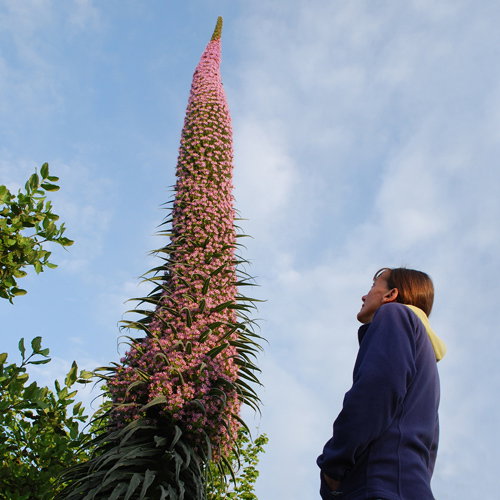 Pink Echium And Tess