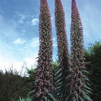 Echium Pink Fountain