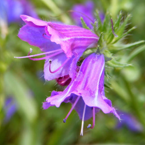 Echium Plantagineum