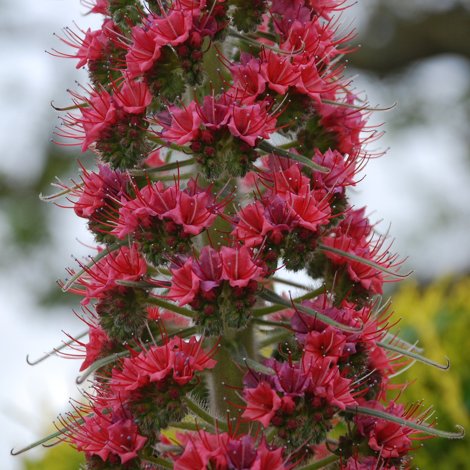 Echium Red Rocket
