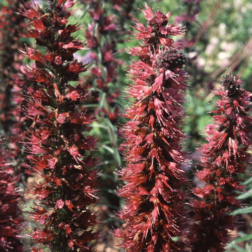 Echium Russicum