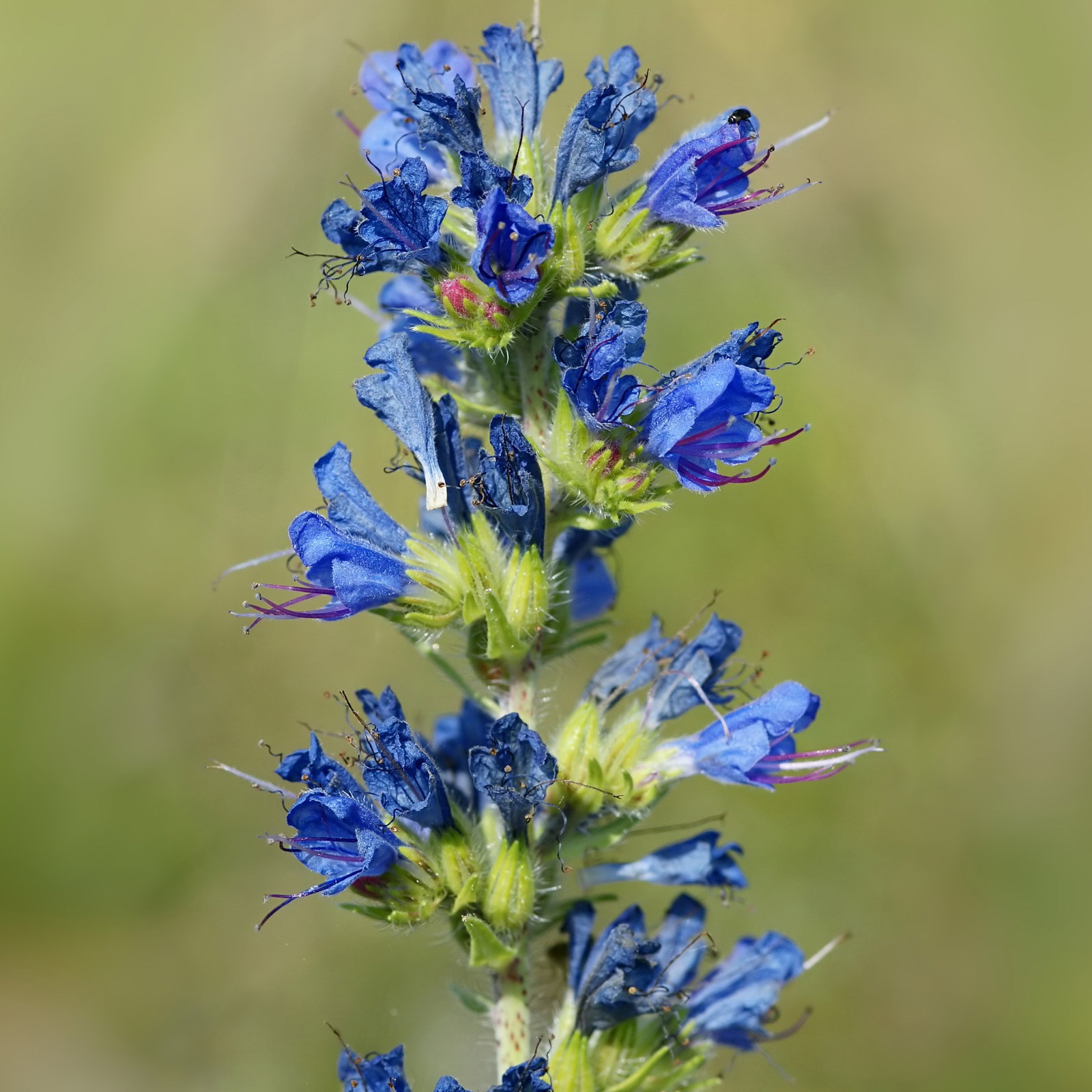 Echium Vulgare