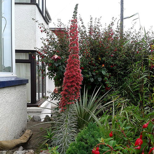 Echium Wildpretii Phil